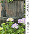 紫陽花 141058816