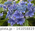 青い紫陽花 141058819