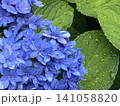青い紫陽花 141058820