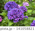多数の紫色の装飾花を備えるアジサイの手毬咲きの花房をクローズアップで撮影した写真 141058821