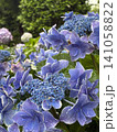 青い紫陽花 141058822