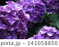 紫色に色づいた多くの装飾花を備えるアジサイの手毬咲きの花 141058850