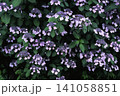 白いヤマボウシの花 141058851