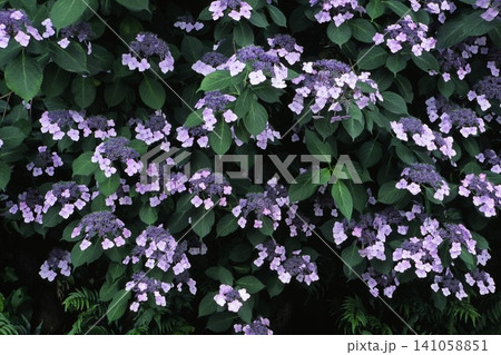 白いヤマボウシの花 白いヤマボウシの花 141058851