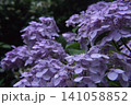 雨に濡れた紫陽花 141058852
