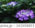 梅雨の晴れ間に咲く紫陽花 141058853