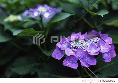 梅雨の晴れ間に咲く紫陽花 141058853