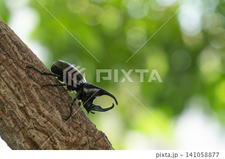 A Siamese rhinoceros beetle (Xylotrupes gideon) climbing on a tree trunk, selective focus on a natural green background. A Siamese rhinoceros beetle (Xylotrupes gideon) climbing on a tree trunk, selective focus on a natural green background. 141058877