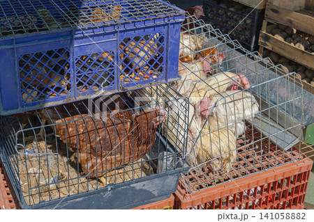 Chickens in Cages Market Chickens in Cages Market 141058882