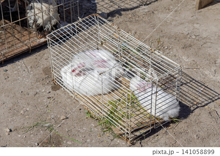 White Rabbits Cage White Rabbits Cage 141058899