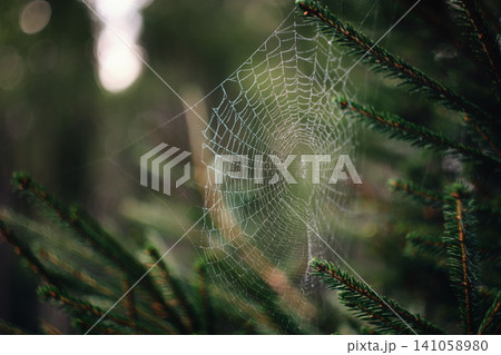 Forest web in dew among the spruce branches 141058980