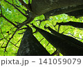 樹木と緑の葉 141059079