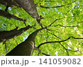 樹木と緑の葉 141059082
