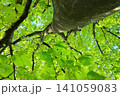 樹木と緑の葉 141059083