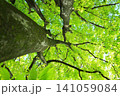 樹木と緑の葉 141059084