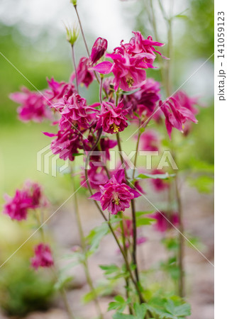 Group of Purple Columbine Blooms with Green Leaves Group of Purple Columbine Blooms with Green Leaves 141059123