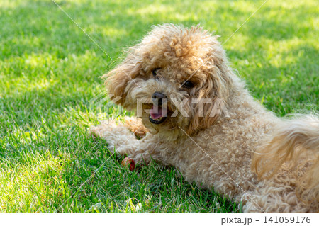 Adorable toy poodle resting on fresh green lawn in summer 141059176