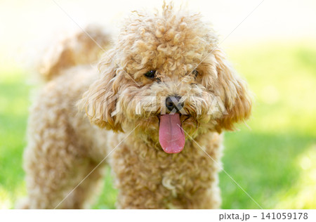Playful toy poodle enjoying sunny day on lush green lawn 141059178