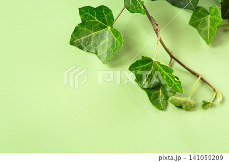 Green ivy leaves growing on decorative climbing vine Green ivy leaves growing on decorative climbing vine 141059209