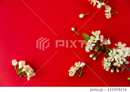 minimal floral composition with white blossoms and red background minimal floral composition with white blossoms and red background 141059234