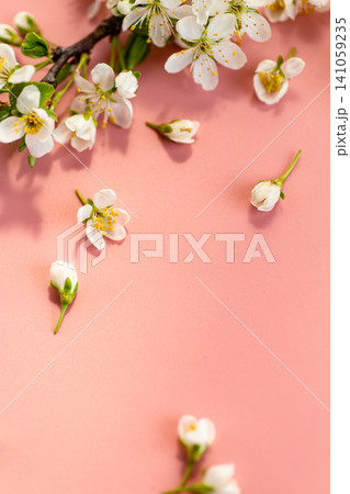 delicate spring blossom branch with white flowers on pink background delicate spring blossom branch with white flowers on pink background 141059235