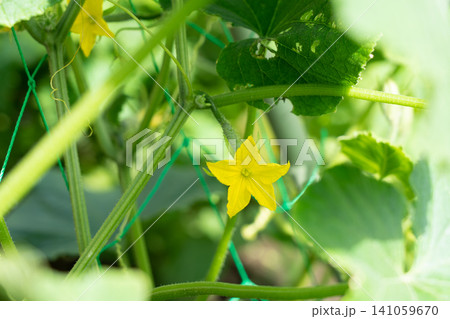 子房のついた雌花 キュウリの黄色の花(8月)家庭菜園 子房のついた雌花 キュウリの黄色の花(8月)家庭菜園 141059670