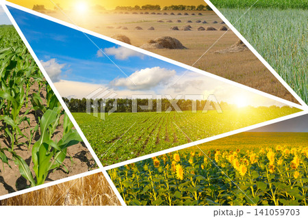 Agricultural collage of various crop fields under a bright summer sun. Diversity in farming with wheat, corn, sunflower, and beetroot field mosaics. 141059703