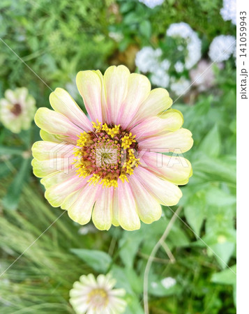 花の中に小さな花が見えるジニア 花の中に小さな花が見えるジニア 141059943