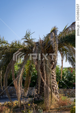 Weathered palm tree with dry fronds against a clear blue sky Weathered palm tree with dry fronds against a clear blue sky 141060207