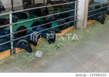 Domestic goats stand in farm stall, animals graze in spacious stable outdoor 141060234