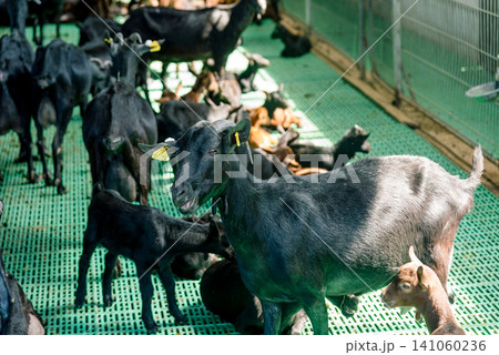 Domestic goats stand in farm stall, animals graze in spacious stable outdoor Domestic goats stand in farm stall, animals graze in spacious stable outdoor 141060236