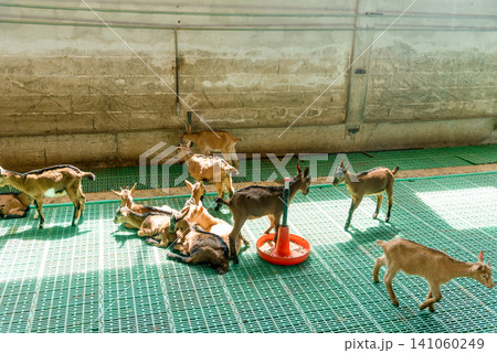 Domestic goats stand in farm stall, animals graze in spacious stable outdoor Domestic goats stand in farm stall, animals graze in spacious stable outdoor 141060249