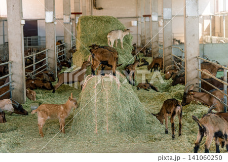 Domestic goats stand in farm stall, animals graze in spacious stable outdoor Domestic goats stand in farm stall, animals graze in spacious stable outdoor 141060250