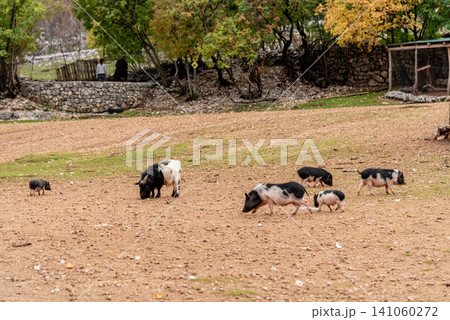 Domestic pig grazing in spacious paddock pigsty, farm animals walk in farmyard Domestic pig grazing in spacious paddock pigsty, farm animals walk in farmyard 141060272