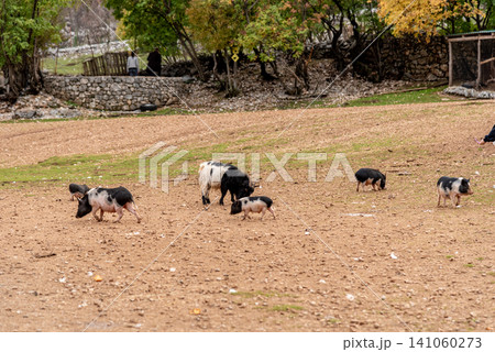 Domestic pig grazing in spacious paddock pigsty, farm animals walk in farmyard Domestic pig grazing in spacious paddock pigsty, farm animals walk in farmyard 141060273