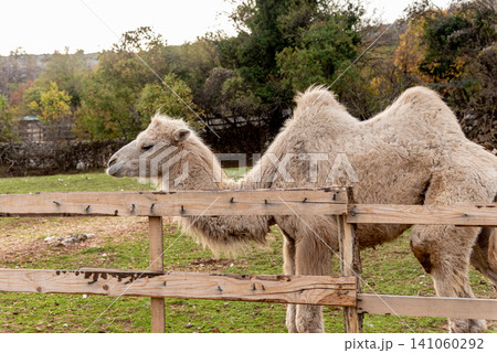 Camel in spacious paddock at domestic mammal farm meadow grazing pasture outdoor 141060292
