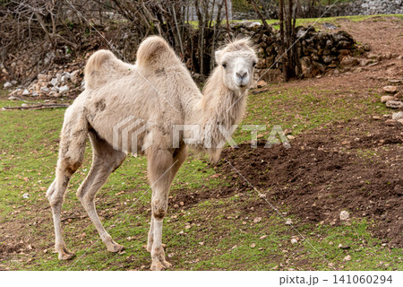 Camel in spacious paddock at domestic mammal farm meadow grazing pasture outdoor 141060294