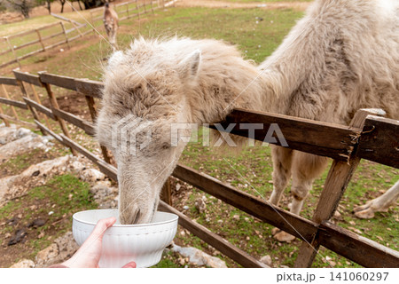 Camel in spacious paddock at domestic mammal farm meadow grazing pasture outdoor 141060297
