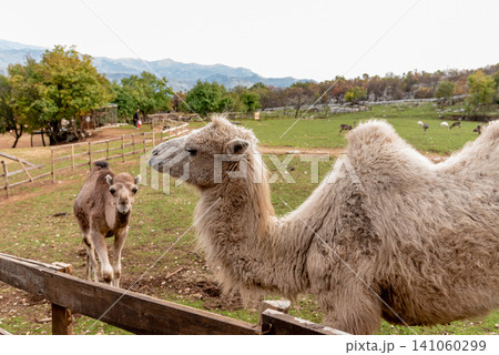 Camel in spacious paddock at domestic mammal farm meadow grazing pasture outdoor Camel in spacious paddock at domestic mammal farm meadow grazing pasture outdoor 141060299