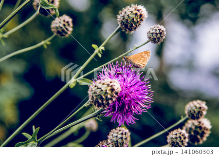 Butterfly monarch sit on flower collecting pollen, pollination flowering plants Butterfly monarch sit on flower collecting pollen, pollination flowering plants 141060303