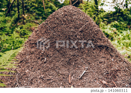 Large anthill covered with pine needles, earthen termite hill in forest Large anthill covered with pine needles, earthen termite hill in forest 141060311