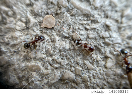 Macro close up ants return to colony and carry twig and leaf to build an anthill Macro close up ants return to colony and carry twig and leaf to build an anthill 141060315