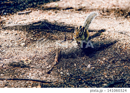 Small cute wild fluffy chipmunk rodent run in habitat in the forest in summer Small cute wild fluffy chipmunk rodent run in habitat in the forest in summer 141060324