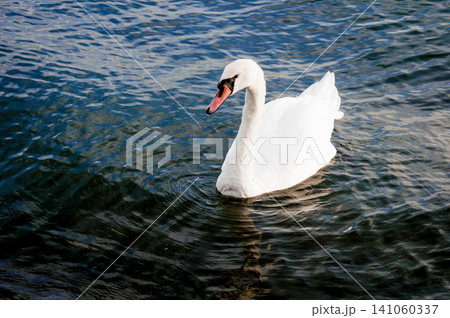 Flock of white swans swim in water lake river pond, birdwatching wildlife birds Flock of white swans swim in water lake river pond, birdwatching wildlife birds 141060337
