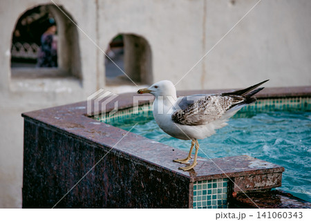 Wild seagulls gulls sit in water Istanbul city fountain, bird watching wildlife Wild seagulls gulls sit in water Istanbul city fountain, bird watching wildlife 141060343