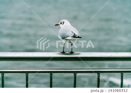 Wild seagulls gulls fly and sit in water ocean sea pond, bird watching wildlife Wild seagulls gulls fly and sit in water ocean sea pond, bird watching wildlife 141060352