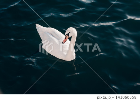 Flock of white swans swim in water lake river pond, birdwatching wildlife birds 141060359