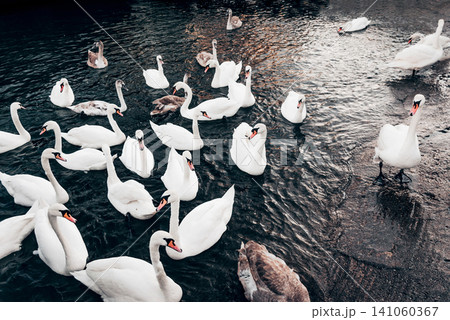 Flock of white swans swims in lake river pond in Baltiysk Russia birdwatching 141060367