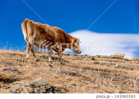 Cow eating yellow grass meadow, herd of cows grazing field autumn, farm animals Cow eating yellow grass meadow, herd of cows grazing field autumn, farm animals 141060383