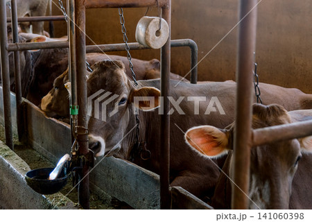 Domestic cows stand in farm stall, animals graze in spacious stable outdoor Domestic cows stand in farm stall, animals graze in spacious stable outdoor 141060398
